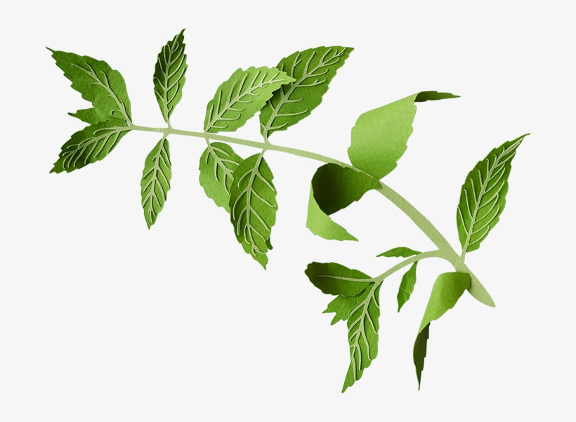 Mint - Twig, transparent png download