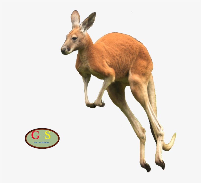 Kangaroe 1, Kangaroe 2, Kangaroe 3 - Roe Deer, transparent png download