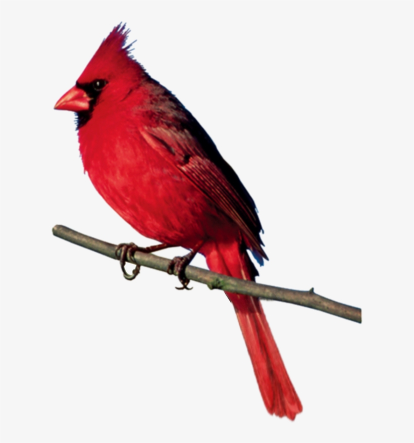Фото, Автор Хан Надежда На Яндекс - Northern Cardinal, transparent png download