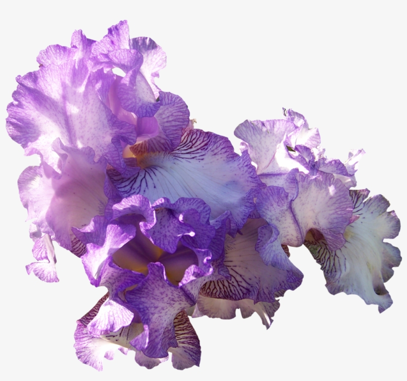 Light Purple Iris - Light Purple Flower Transparent, transparent png download