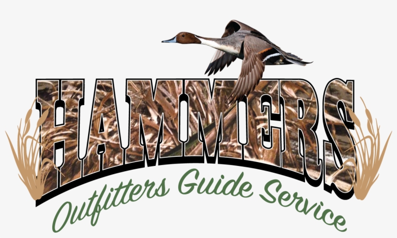 Pintail, transparent png download