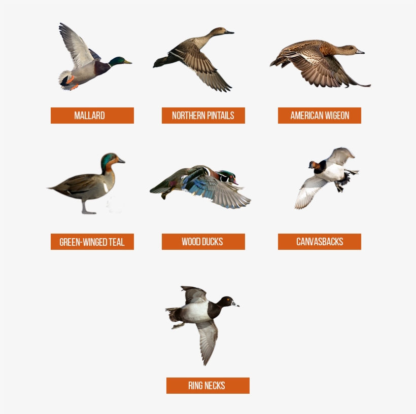 Primary - Seabird, transparent png download