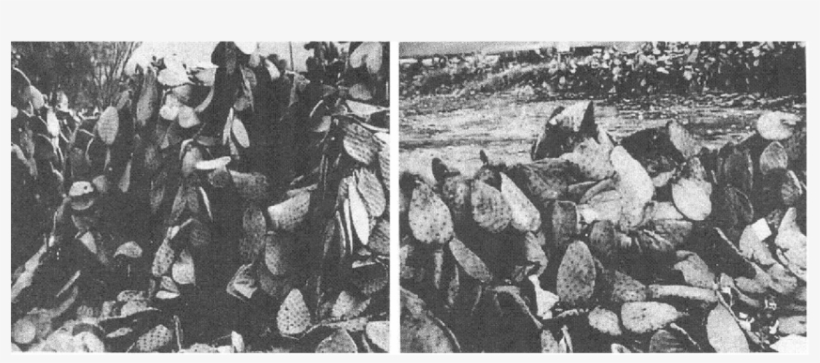 Daños Ocasionados En Plantas De Nopal Por Efecto De - Monochrome, transparent png download