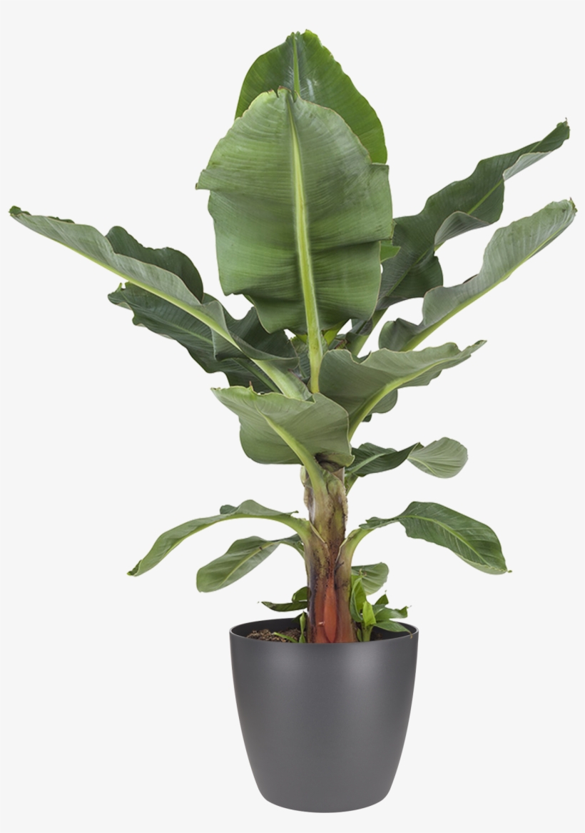 Details About Botanicly - Bananenplant Kopen, transparent png download