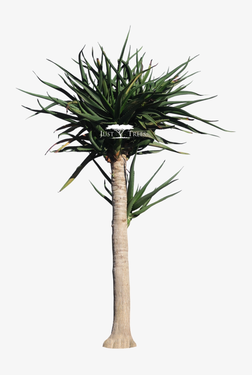 2172 X 3163 3 - Tree Aloe Png, transparent png download