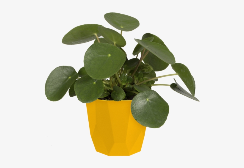 Home > Collection > B - Flowerpot, transparent png download