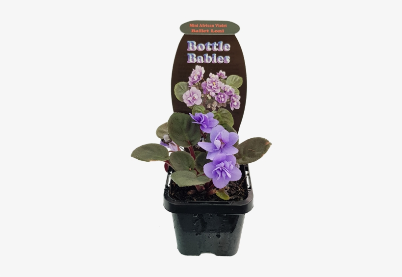70mm Various Terrarium Plants - African Violets, transparent png download