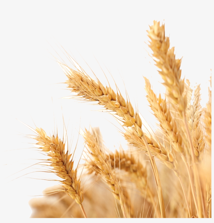 Kisspng Wheat Harvest Crop Wheat 5a6bcf87ea2905 - Transparent Background Wheat Png, transparent png download