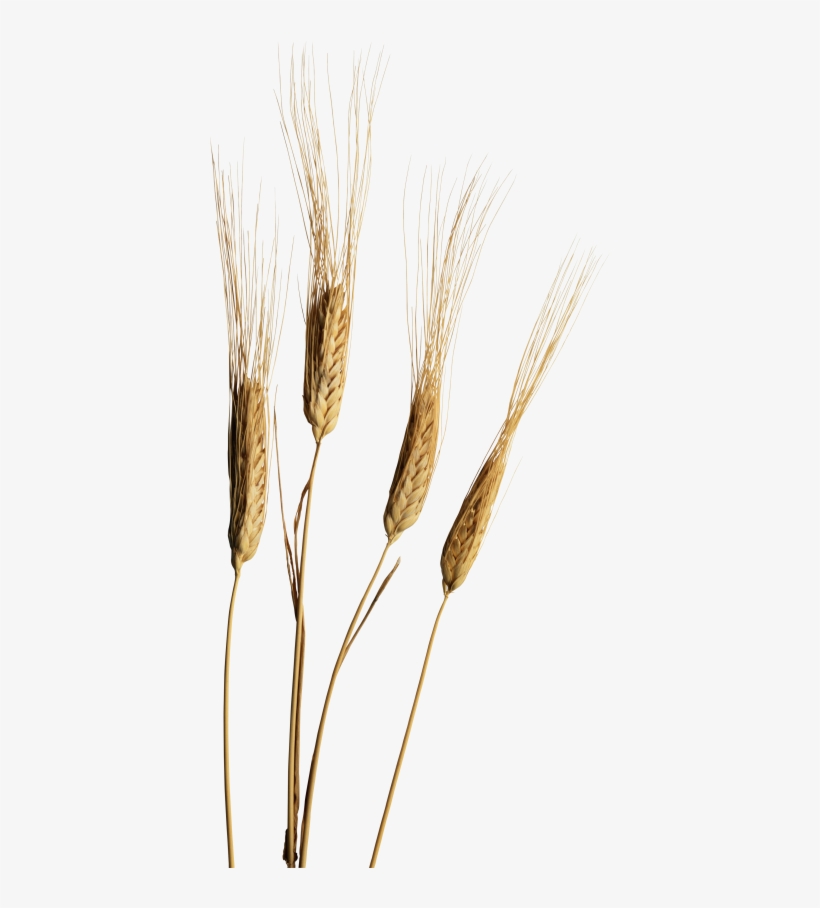 Wheat Png, Download Png Image With Transparent Background, - Wheat, transparent png download