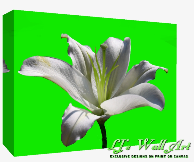 Limelilysmall - White Lily Flower, transparent png download