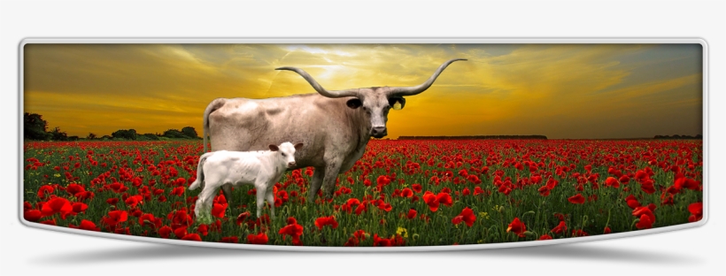 Lutt Longhorns Cows Banner Image - Tulip, transparent png download
