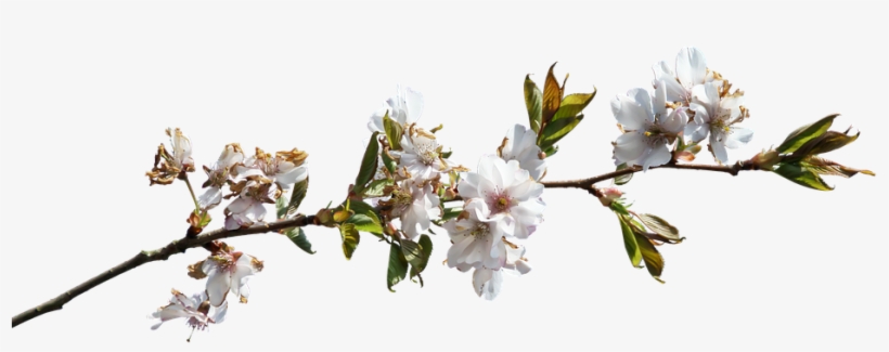 Prunus, Flowery Branch, Flowering, Color Pink, Clipping - Flower Png Pink Branch, transparent png download