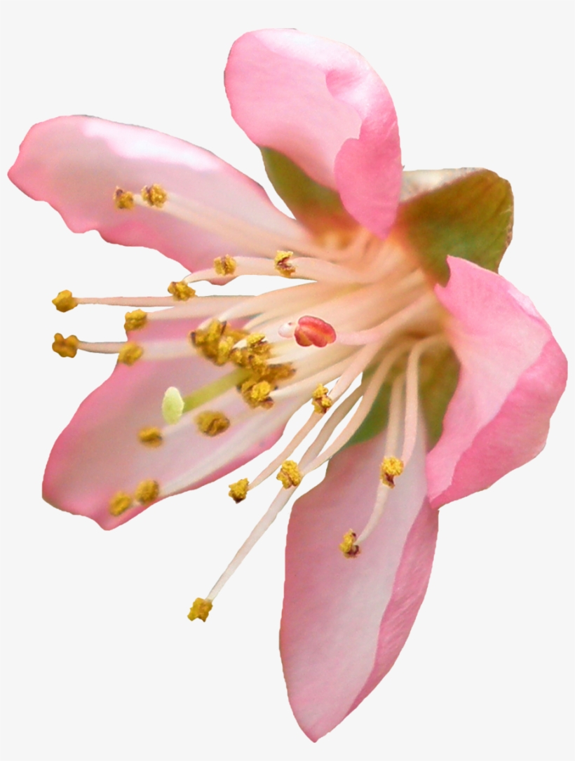 Lily Clipart Cherry Blossom - Cherry Blossom Flower Clear Background, transparent png download