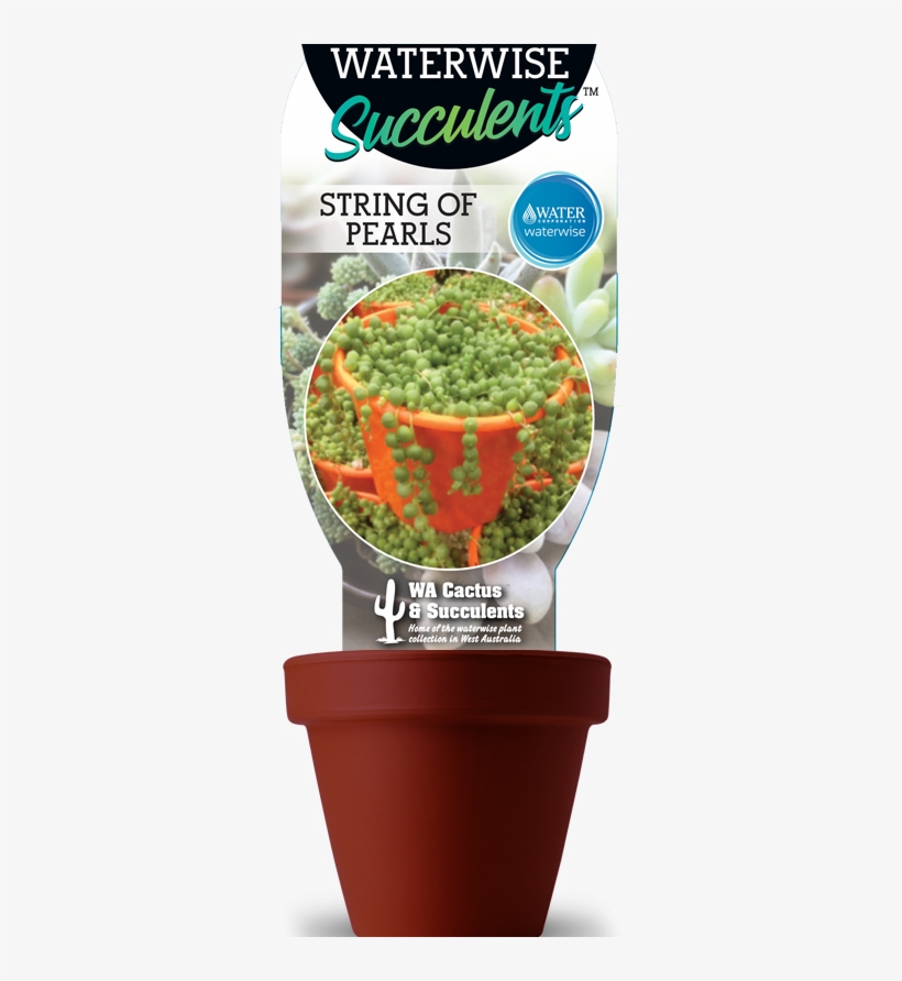 String Of Pearls - Cactus, transparent png download