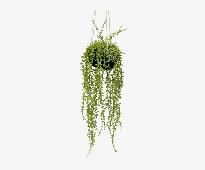 S2757grn String Of Beads In Ceramic Hanging Pot Senecio - Art, transparent png download