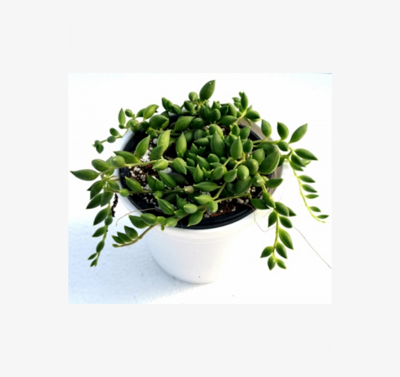 String Of Beads Succulent Plant - Succulent Plant, transparent png download