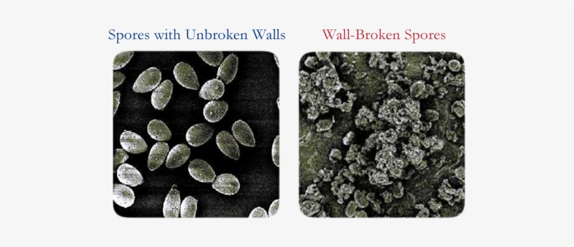 Figures Below Compare The Structure Of Natural Ganoderma - Igneous Rock, transparent png download