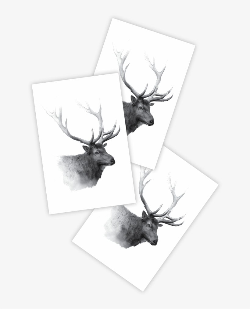 Elk - Sketch, transparent png download
