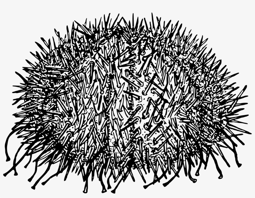 Big Image - Sea Urchin Black And White, transparent png download