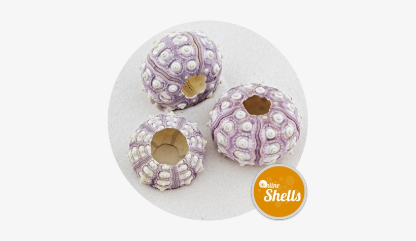 Sea Urchin Sputnik - Sea Urchin, transparent png download