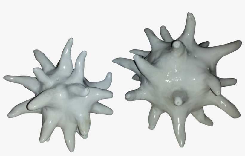 Sea Urchin Siblings - Sea Urchin, transparent png download