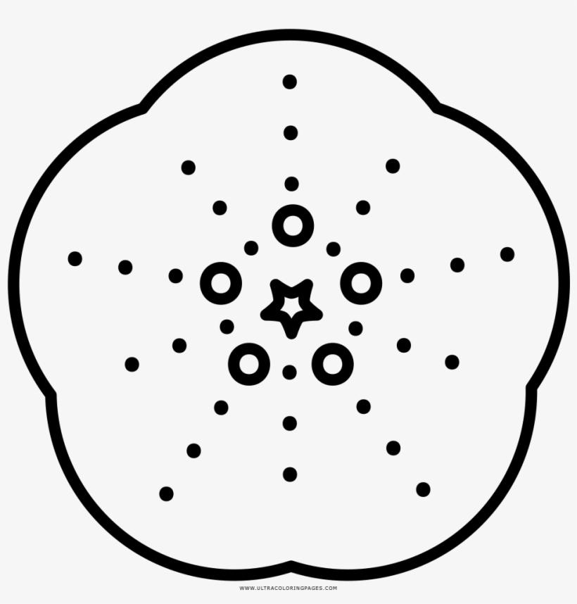 √ Urchin Coloring Page / Coloring Page Urchin Vector Illustration C