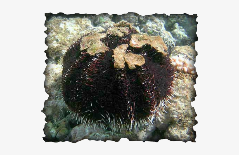 Helmet Urchin Facts - Collector Urchin, transparent png download