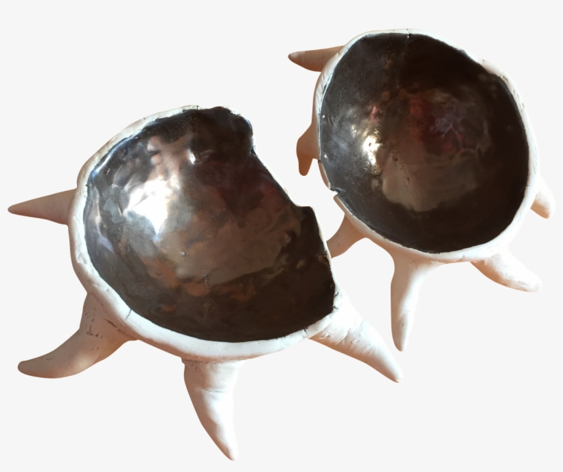 Sea Urchin In Two - Sea Urchin, transparent png download