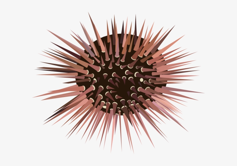 Sea Urchin Clip Art At Clker Com Vector Clip Art Online - Sea Urchin No Background, transparent png download