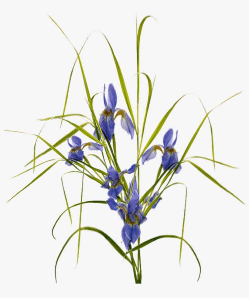Jacey-iris Plant Texture - Flower, transparent png download