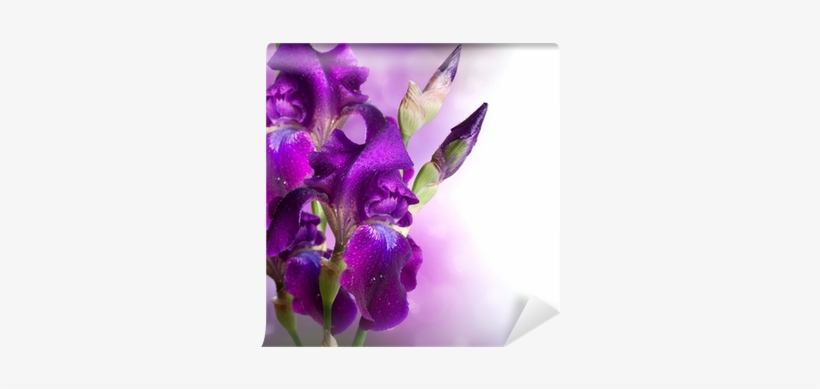 Iris Flowers Art Design - Proverb For Flower, transparent png download