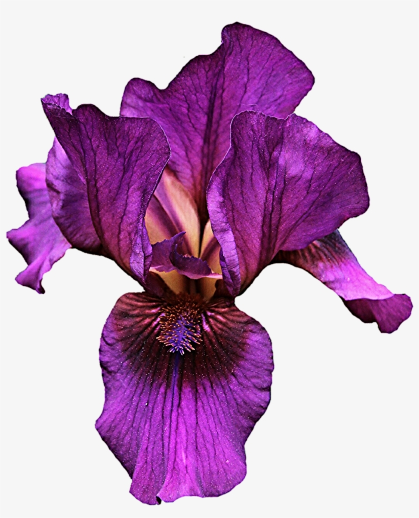 Iris Flower Clipart At Getdrawings - Purple Iris Clip Art, transparent png download