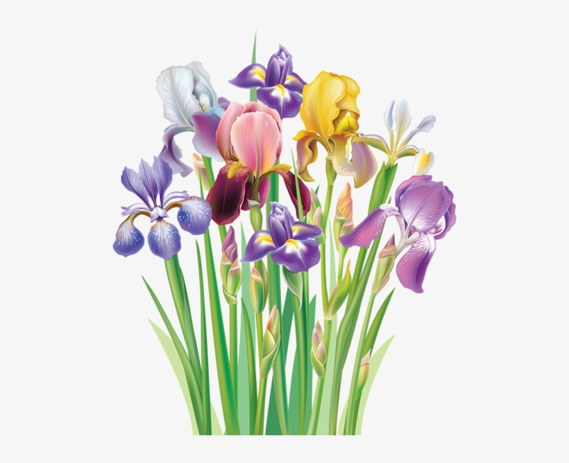 Bouquet Of Iris Flowers [преобразованный] - Irises Clipart, transparent png download
