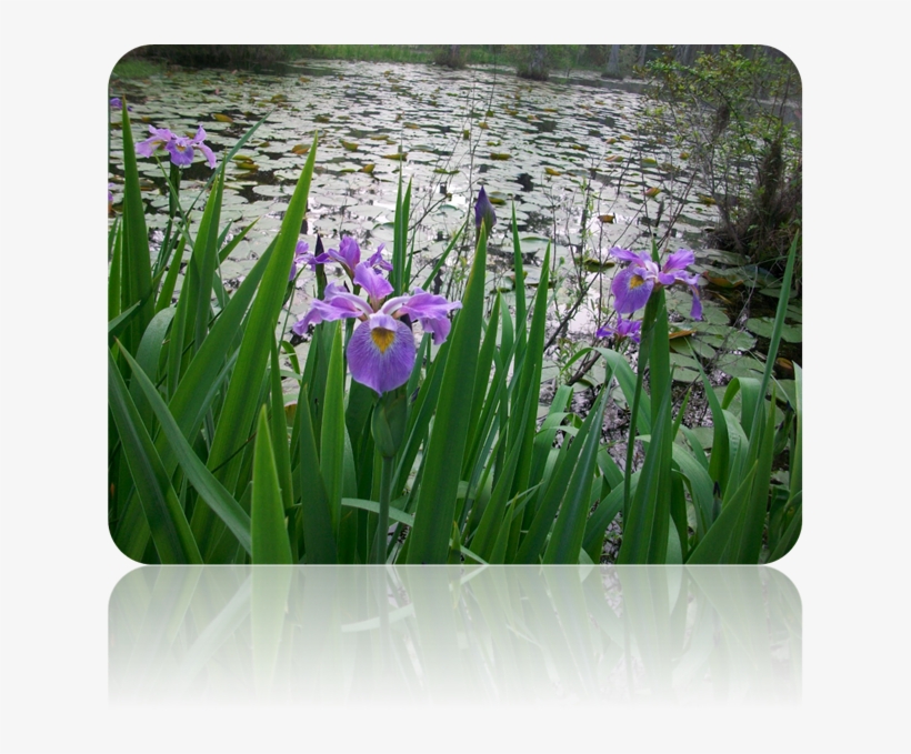 Scientific Name- Iris Virginica - Iris Virginica Flower Parts, transparent png download