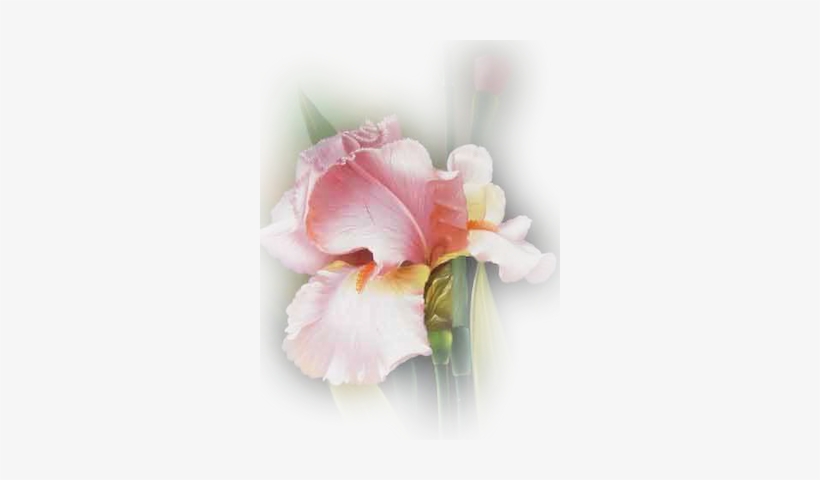 Iris-pink - Florida, transparent png download