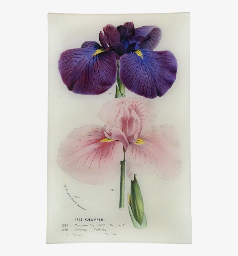 Iris Kaempferi Souvenir - Botanical Illustration, transparent png download