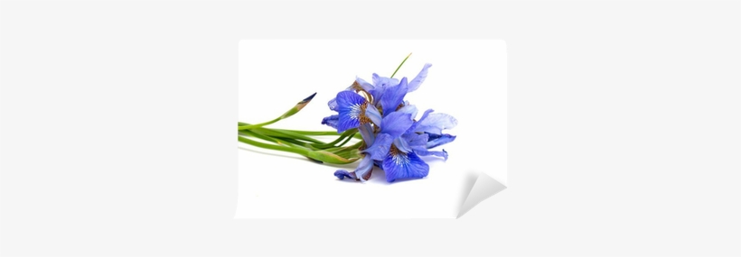 Stock Photography, transparent png download