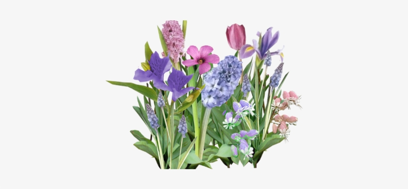 Beautiful Flowers Various Pictures Of The Most - Flower, transparent png download