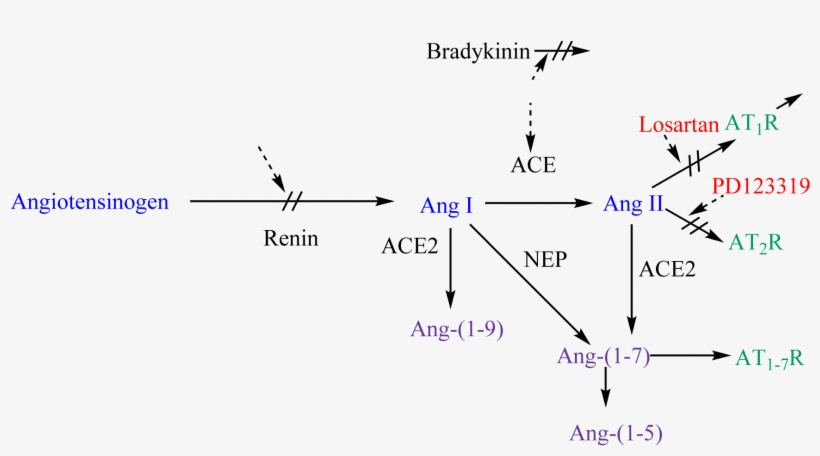 Renin-anigotensin System And Potential Steps Of Blockage - Diagram, transparent png download