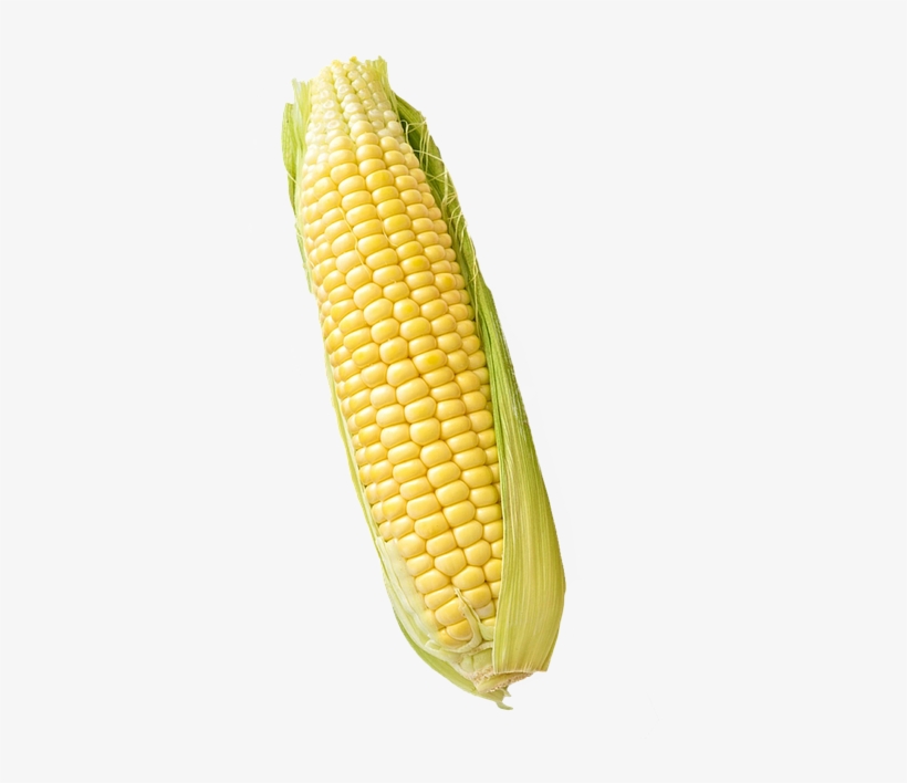 Corn, Maize, Isolated, White, Background, Food - Corn White Background Free, transparent png download