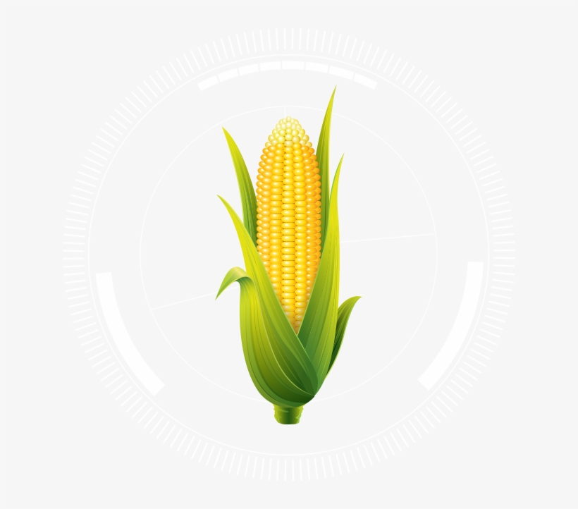 Corn@2x - Corn On The Cob, transparent png download
