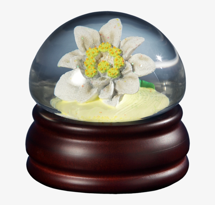 Edelweiss Flower Mushroom Wg - Snow Globe, transparent png download