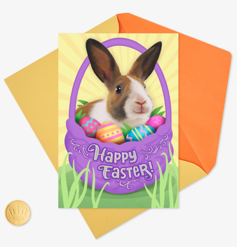 Domestic Rabbit, transparent png download