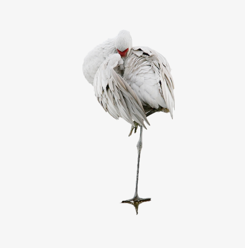 Photoshopped Animals, Render People, Cut Out People, - Tubes Png Oiseaux Hiver, transparent png download