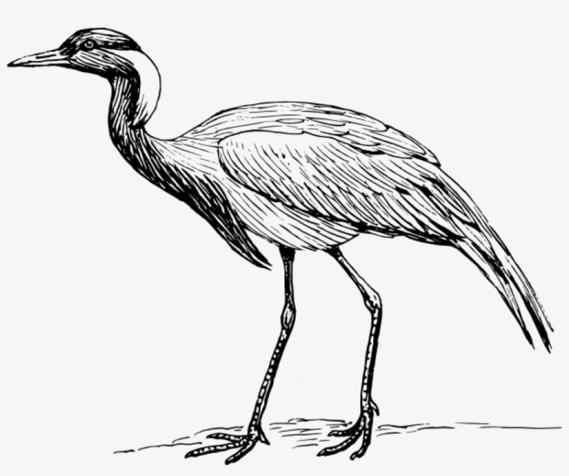 Free Png Download Crane Drawings Bird Png Images Background - Crane Drawings Bird, transparent png download