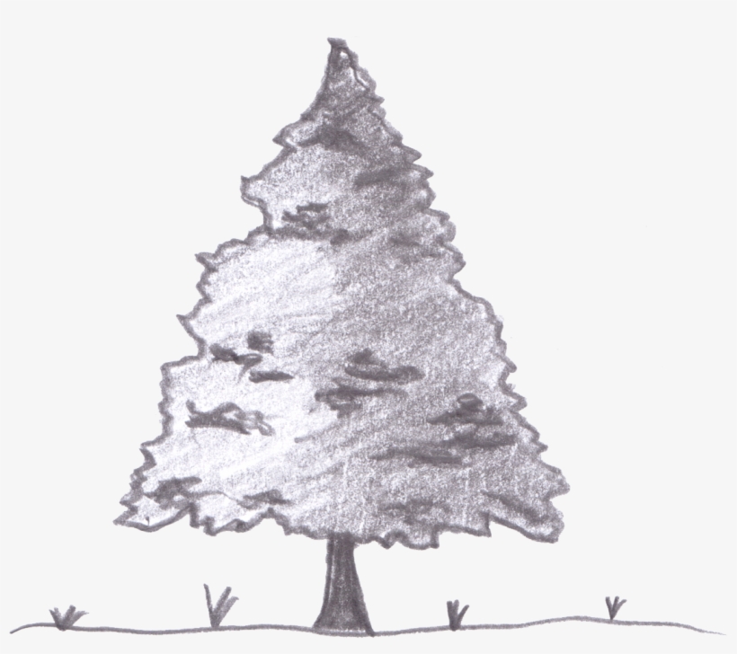 Eventual Size Of Magnolia 'sunsation' - Christmas Tree, transparent png download