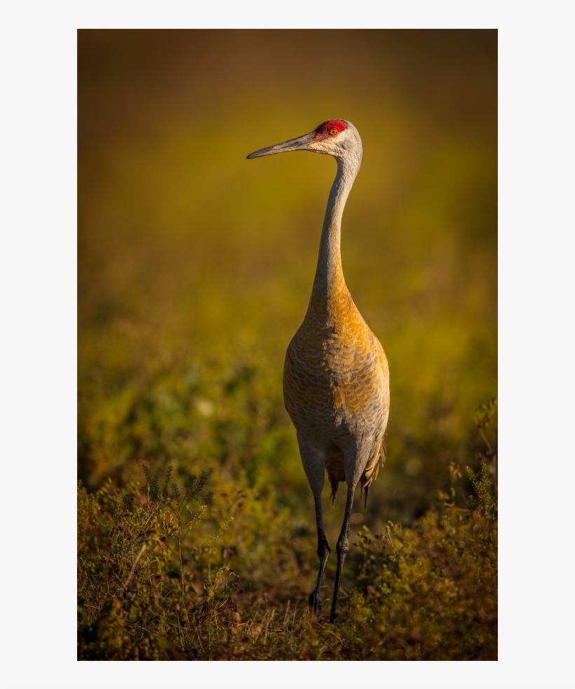 Sandhill Crane, transparent png download