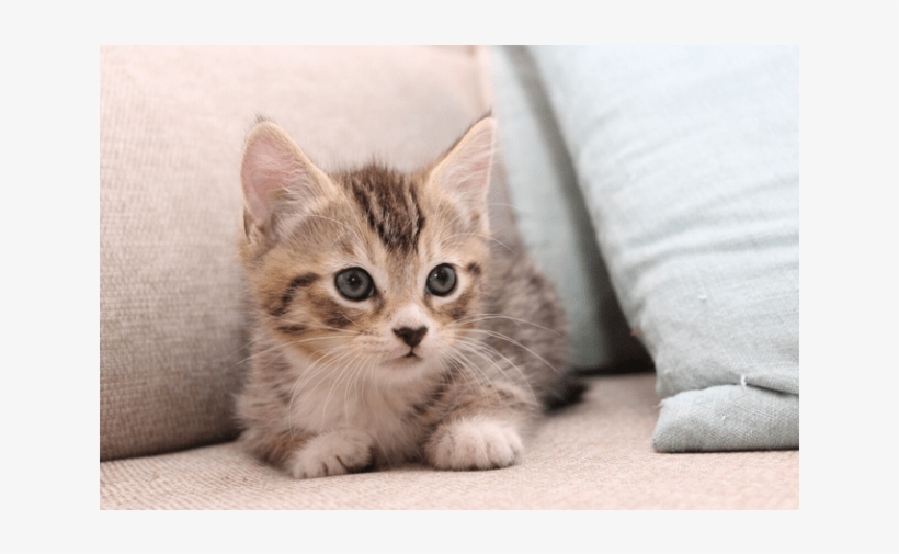 Photo Of Twix Nk2866 - Kitten, transparent png download