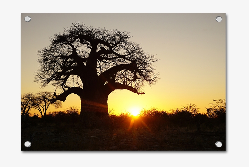 Baobab Trees - Silhouette, transparent png download