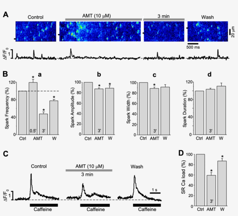 Effects Of Amt On Sr Ca Release And Load Studied In - Diagram, transparent png download